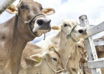 Aracati atinge 100% de vacinação contra a febre aftosa