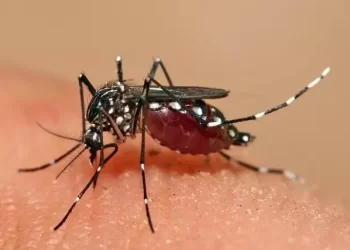 Dengue: o que é, sintomas, tratamento e prevenção