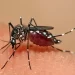 Dengue: o que é, sintomas, tratamento e prevenção