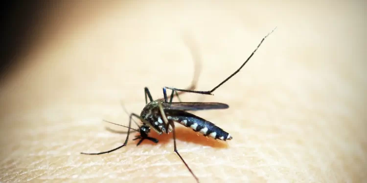 Brasil tem mais de 6,5 milhões de casos prováveis de dengue este ano
