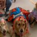 De vestido e asas de fada, cachorrinhas divertem crianças internadas em Hospital no Ceará