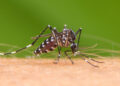 Coronavírus, chikungunya, dengue: de onde vêm os nomes das doenças?