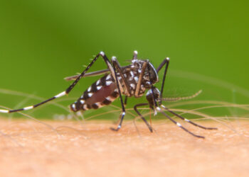 Coronavírus, chikungunya, dengue: de onde vêm os nomes das doenças?