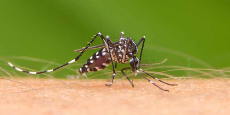 Coronavírus, chikungunya, dengue: de onde vêm os nomes das doenças?
