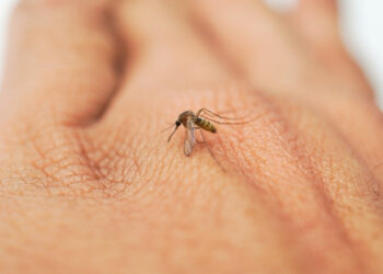 Dengue: saiba por que o tipo 3 é motivo de preocupação