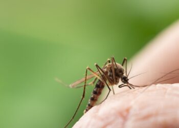 Brasil registra redução de 60% nos casos de dengue em 2025