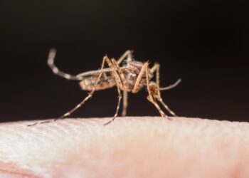 Arboviroses: combate ao Aedes Aegypti deve ser reforçado no período chuvoso