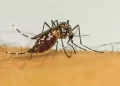 Brasil ultrapassa 1 milhão de casos prováveis de dengue em 2025