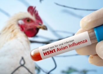 Gripe aviária: entenda a doença que afeta aves e pode atingir humanos
