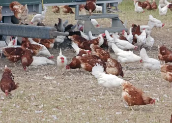 Ceará registra foco de gripe aviária em criação doméstica