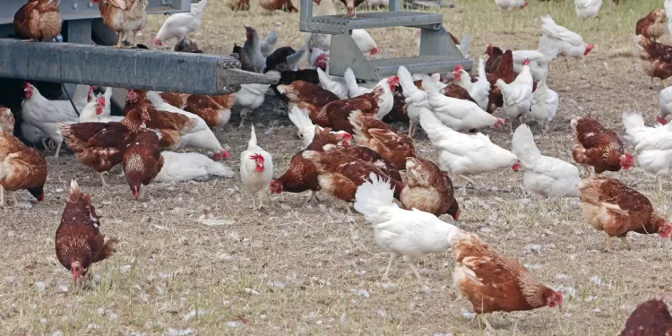 Ceará registra foco de gripe aviária em criação doméstica