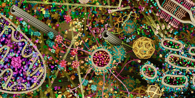 Imagem mais detalhada de uma célula humana feita por radiografia viraliza nas redes