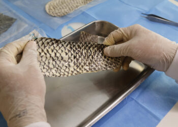 Curativo produzido com pele de tilápia entra na fase final para chegar ao mercado