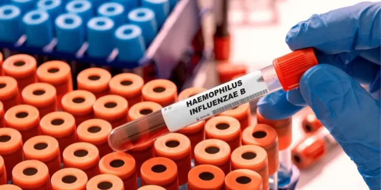 Novas epidemias: os vírus em que especialistas estão de olho em 2026