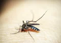 Brasileiros publicam maior estudo já feito sobre sequelas do zika