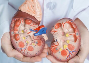 Dia Mundial do Rim: doenças renais são silenciosas e exigem atenção