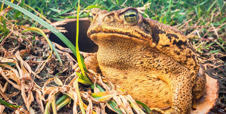 Estudo encontra moléculas com potencial antibiótico em veneno do sapo-cururu