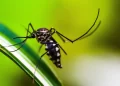 Casos de dengue no Brasil caem 75% em 2026