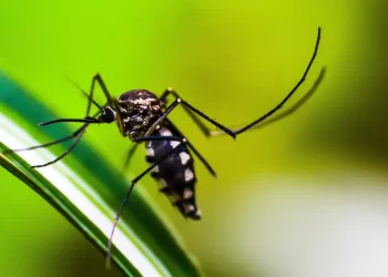 Casos de dengue no Brasil caem 75% em 2026