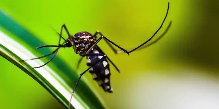 Casos de dengue no Brasil caem 75% em 2026