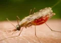 Cientistas da Fiocruz podem produzir vacina completa contra a malária