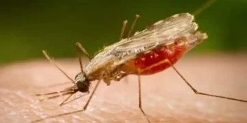 Cientistas da Fiocruz podem produzir vacina completa contra a malária