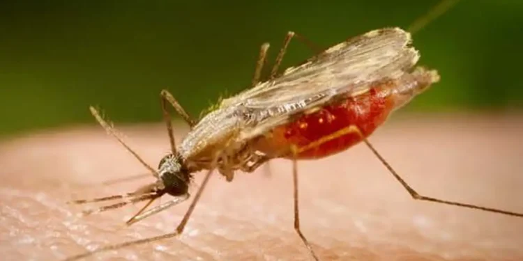 Cientistas da Fiocruz podem produzir vacina completa contra a malária