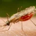 Cientistas da Fiocruz podem produzir vacina completa contra a malária
