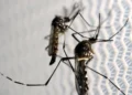 Aedes aegypti: quase metade dos municípios está em alerta ou risco