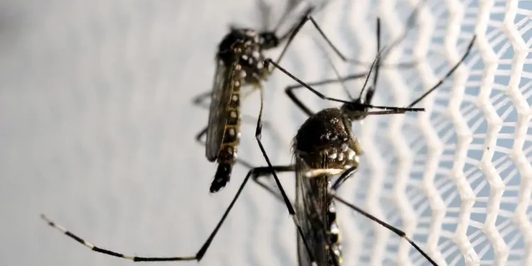 Aedes aegypti: quase metade dos municípios está em alerta ou risco
